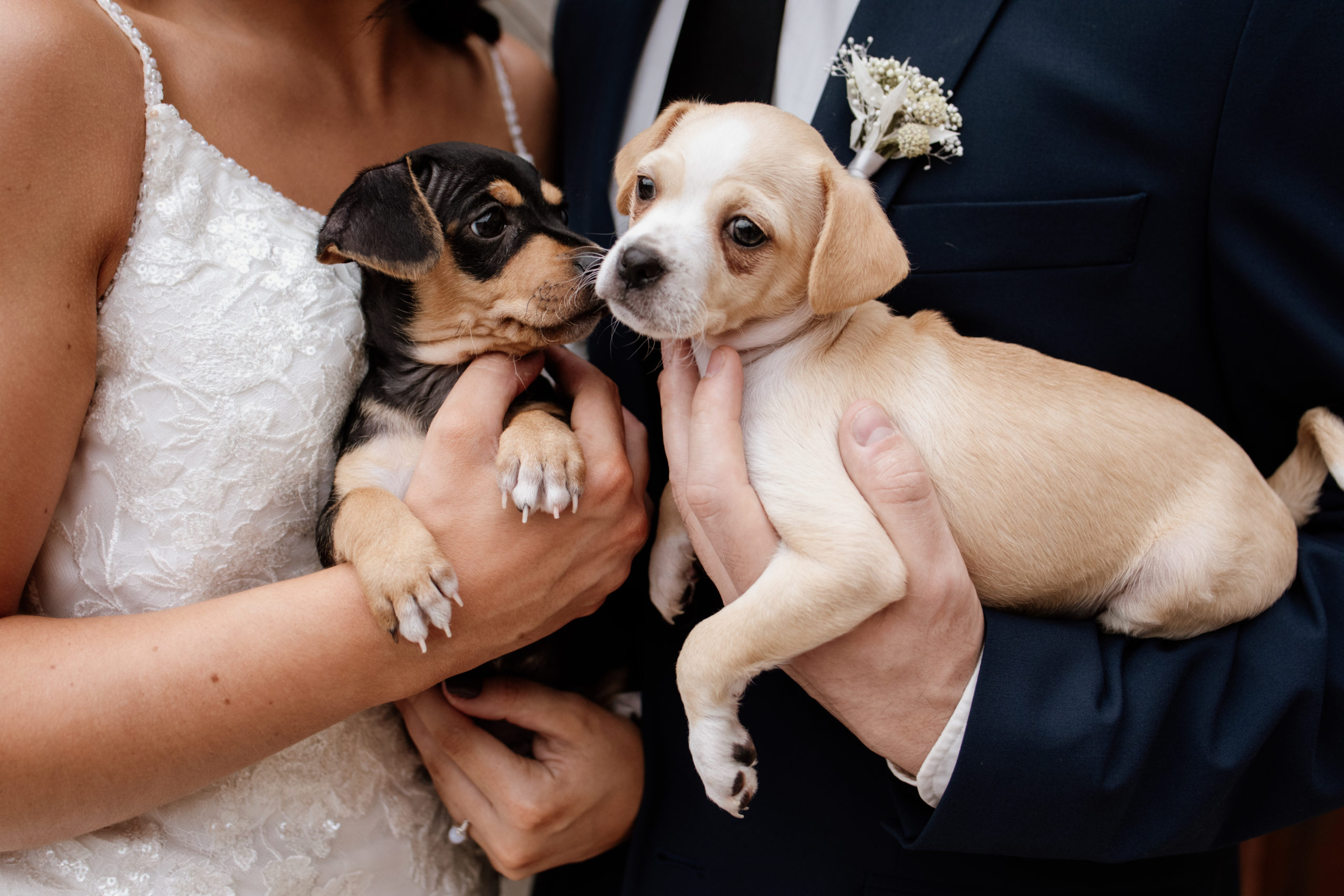 Celestial Styled Shoot with puppies